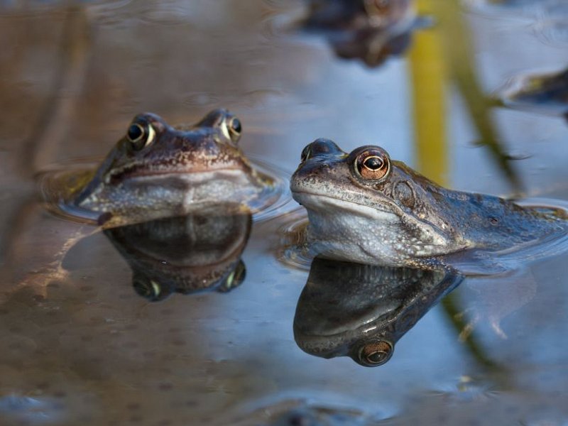 A Toadally abundant time of year